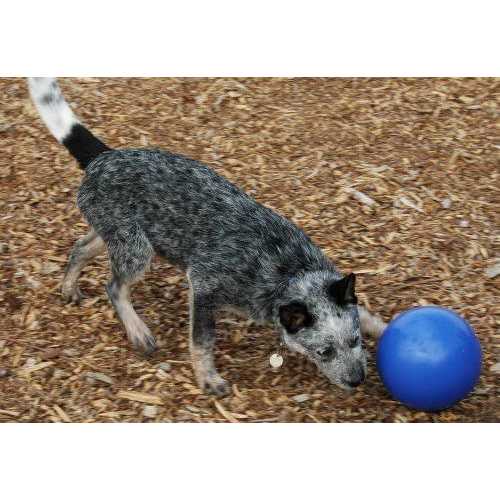 Animals K30457