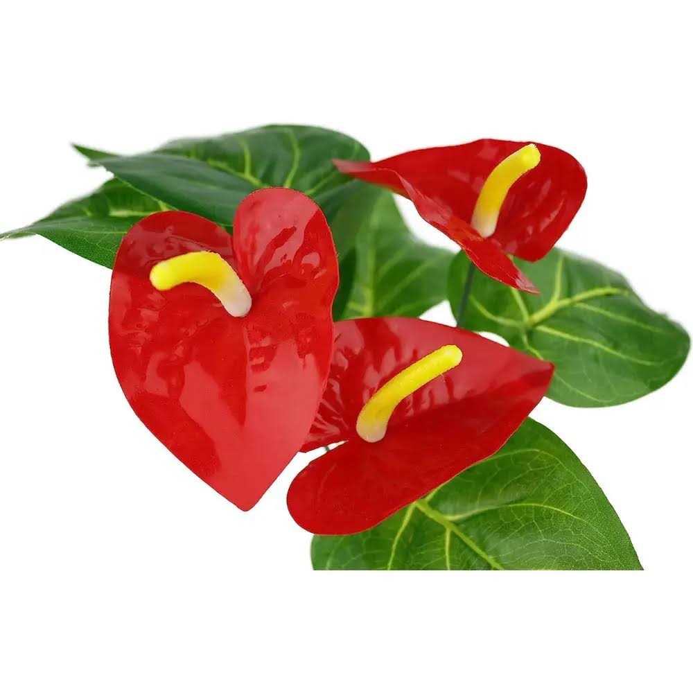 Anthurium Bush Plant N651