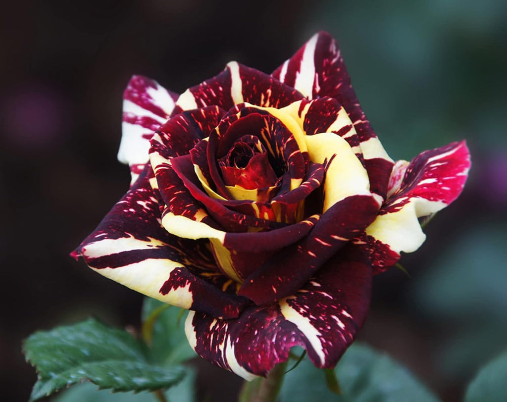 Dark Red Stripes Rose Bush, Multi Colours Rose Hedging X9100
