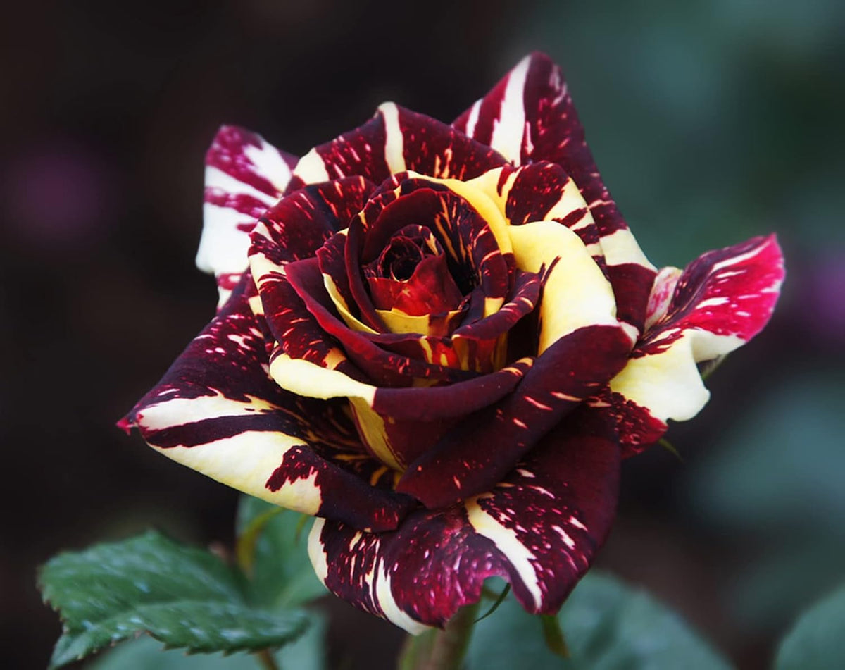 Dark Red Stripes Rose Bush, Multi Colours Rose Hedging X9100