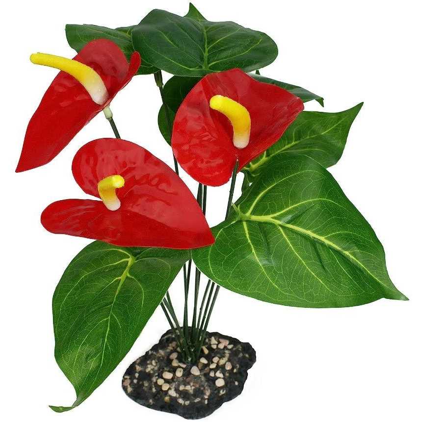 Anthurium Bush Plant N651