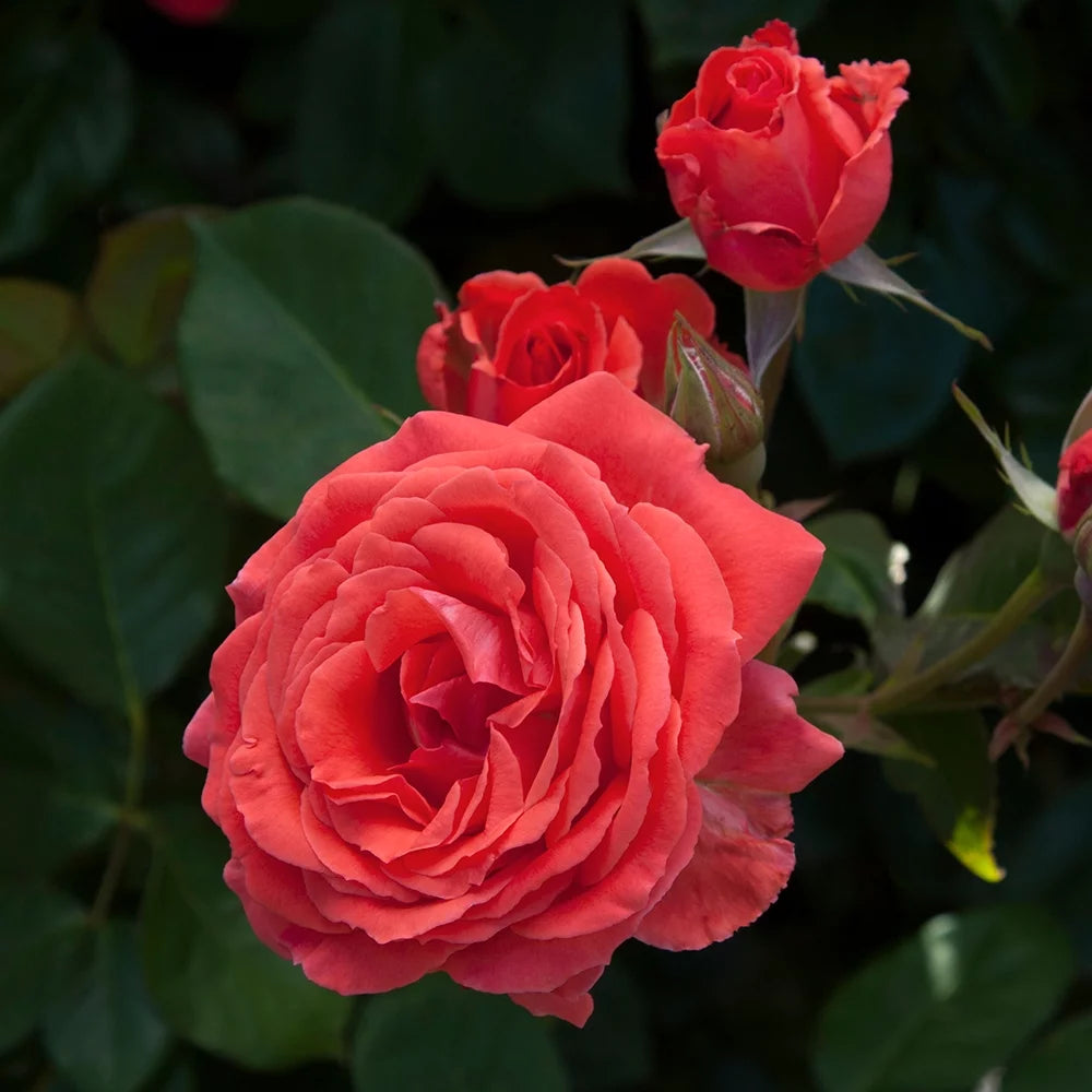 Climbing Rose Bush R309