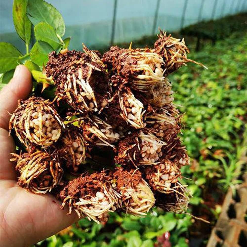 Dark Red Stripes Rose Bush, Multi Colours Rose Hedging X9100