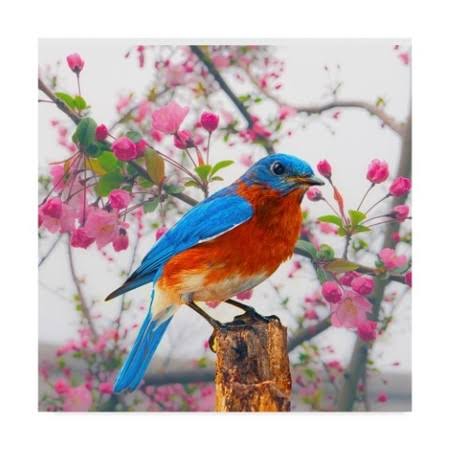 Spring Bird Can H75423