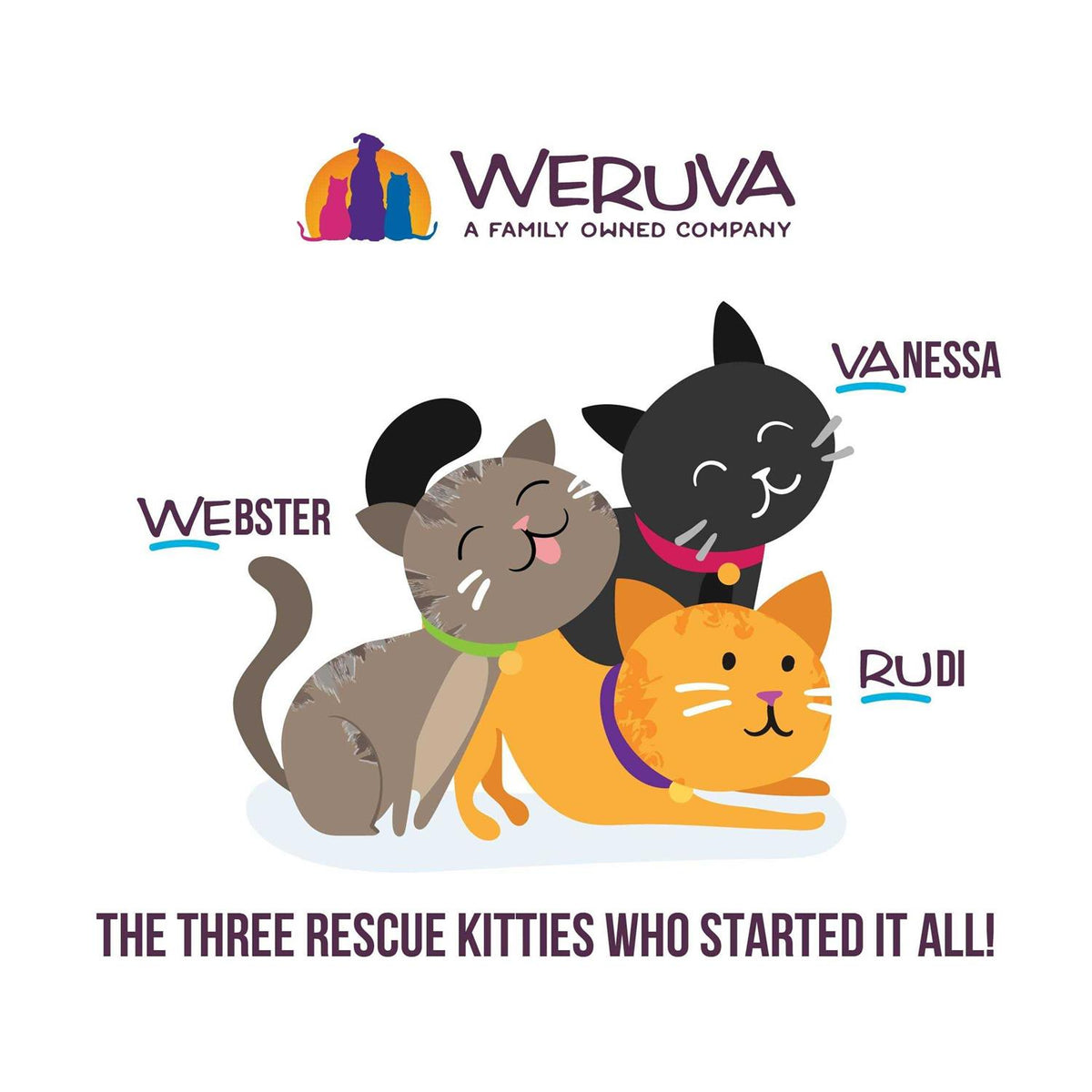 Kitten Variety Pack J81745