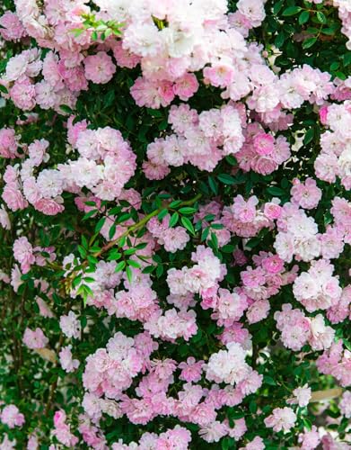 Pink Climbing Rose Live Plant K552424