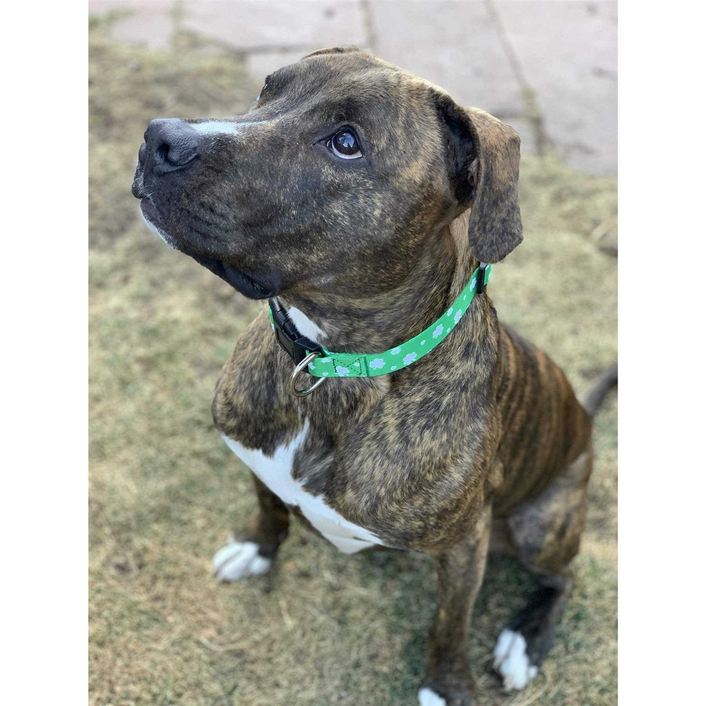 St Patricks Day Dog Collars M775584