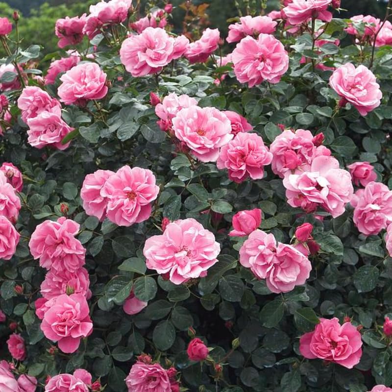 Pink Climbing Rose Live Plant K552424