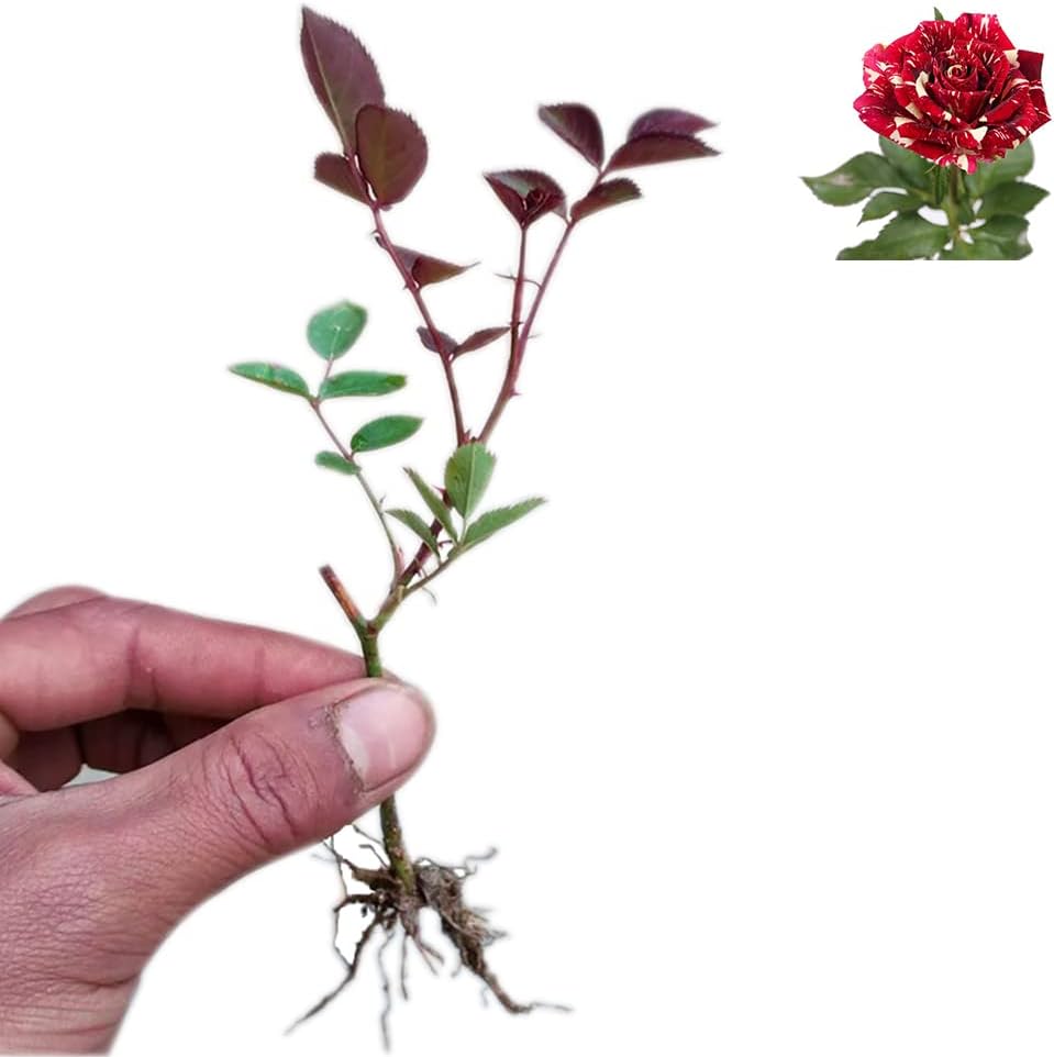 Dark Red Stripes Rose Bush, Multi Colours Rose Hedging X9100