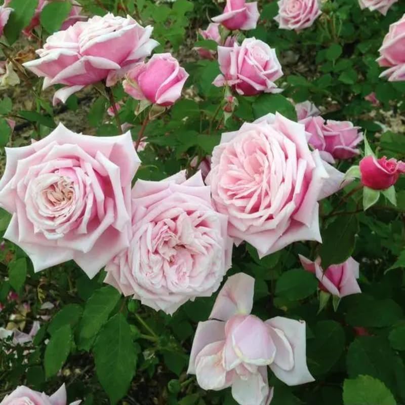 Pink Climbing Rose Live Plant K552424