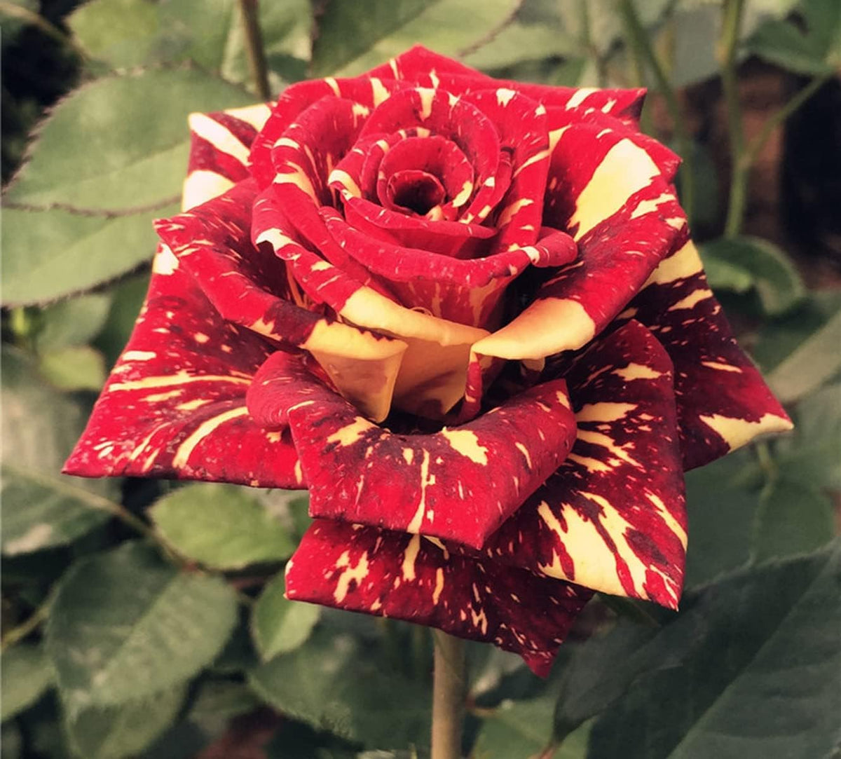 Dark Red Stripes Rose Bush, Multi Colours Rose Hedging X9100