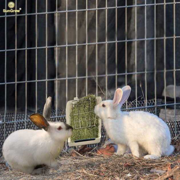 Rabbit Bunny & Guinea Pig Hay Feeder Rack Food Dispenser B582690