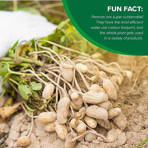 Jumbo Raw Natural In-Shell Peanuts 24 oz. Bag Z21334
