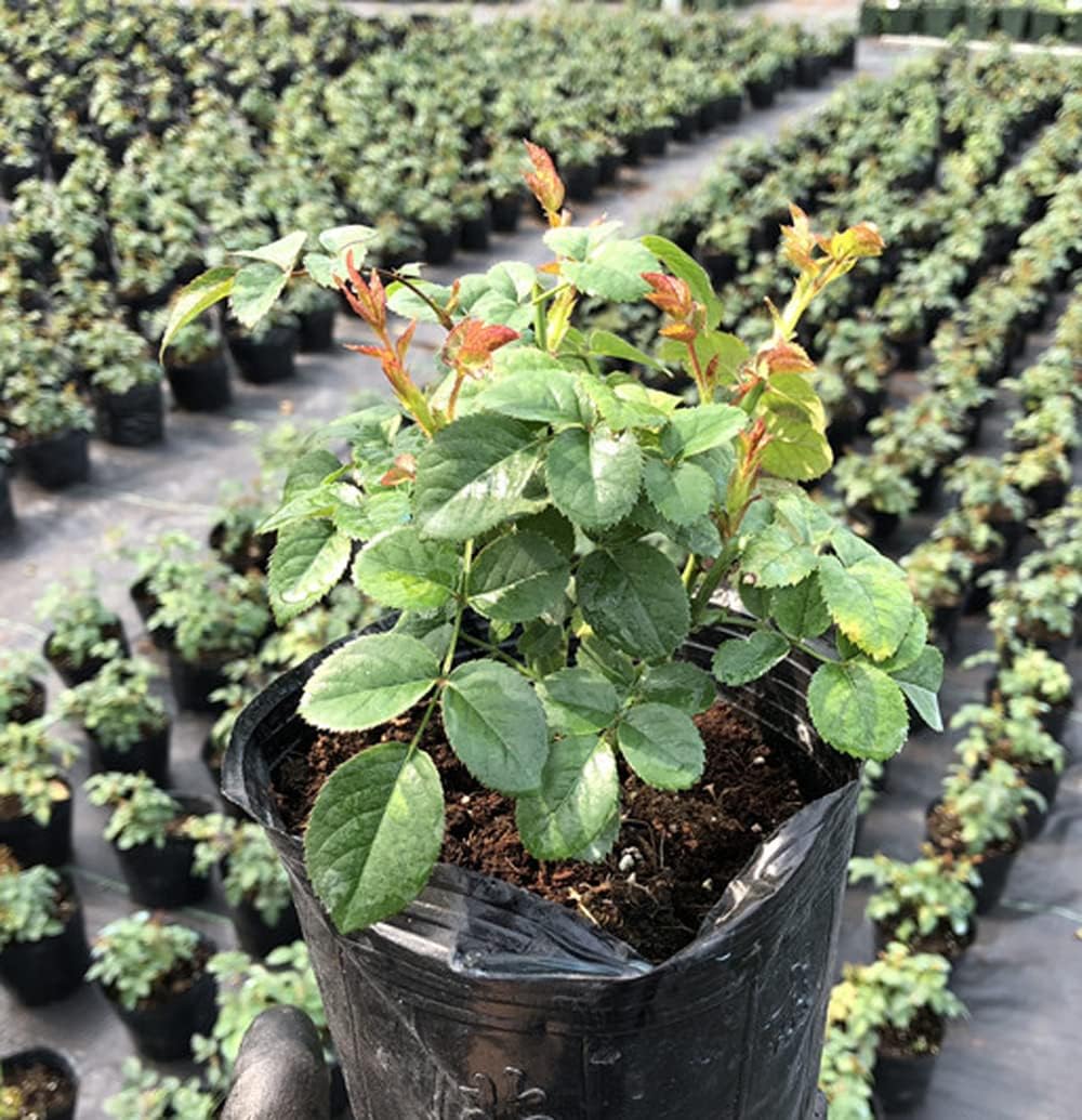 Dark Red Stripes Rose Bush, Multi Colours Rose Hedging X9100