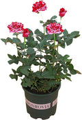 Dark Red Stripes Rose Bush, Multi Colours Rose Hedging X9100