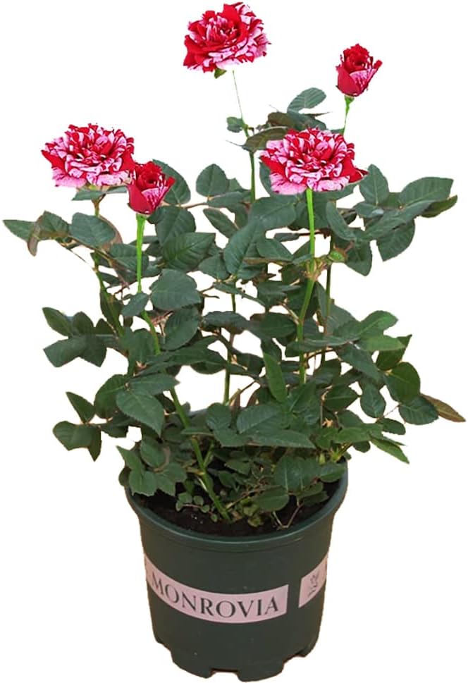 Dark Red Stripes Rose Bush, Multi Colours Rose Hedging X9100
