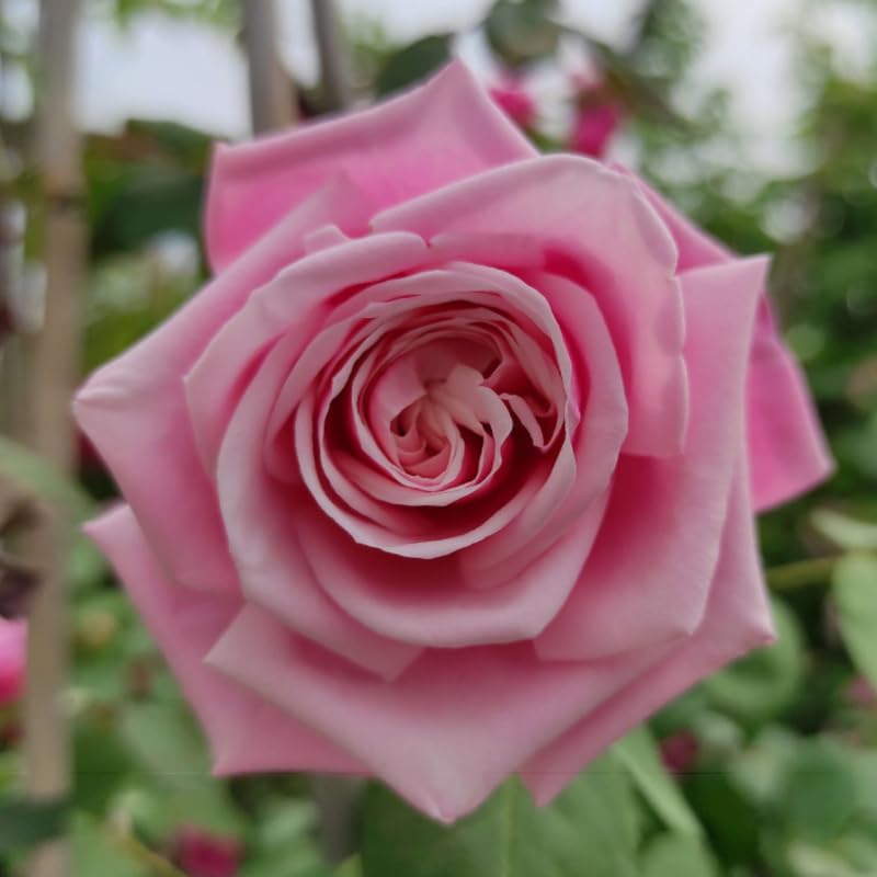 Pink Climbing Rose Live Plant K552424