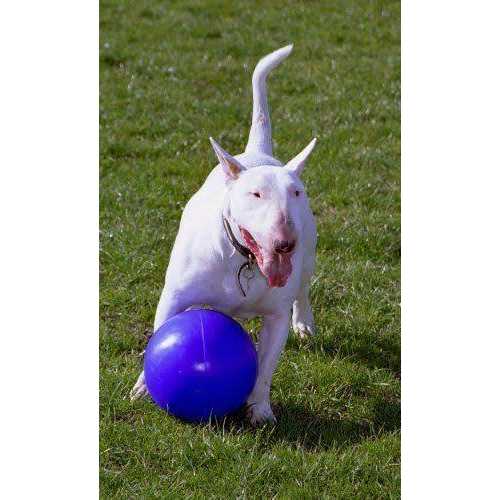 Animals K30457