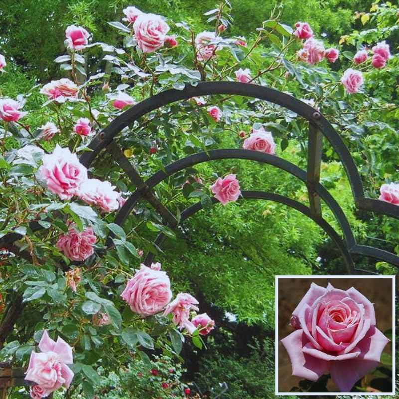 Pink Climbing Rose Live Plant K552424