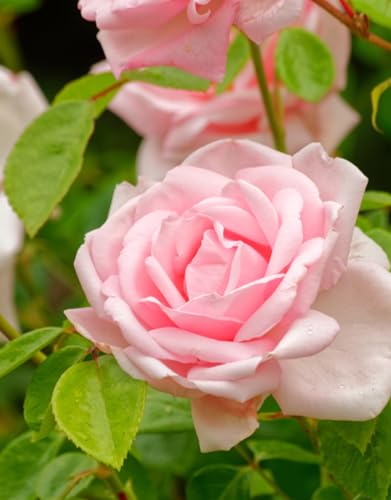 Pink Climbing Rose Live Plant K552424