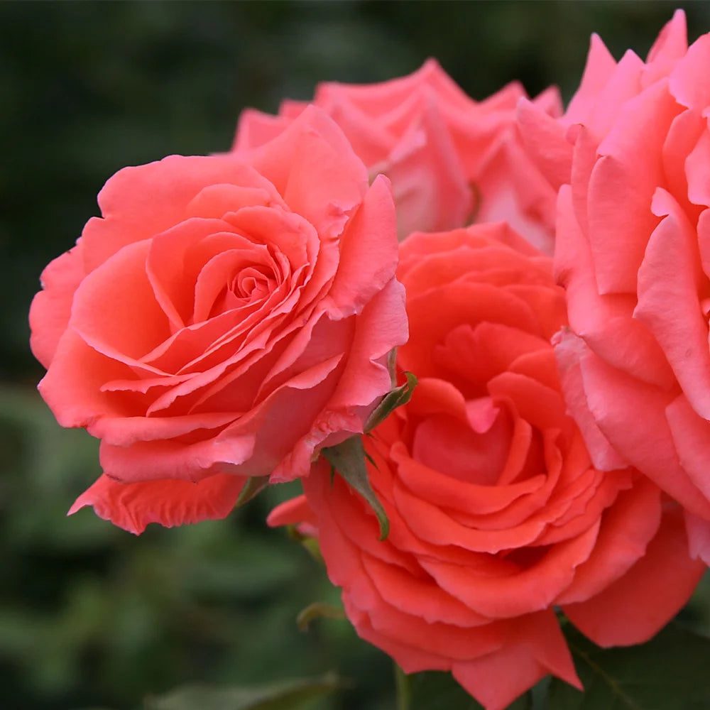 Climbing Rose Bush R309