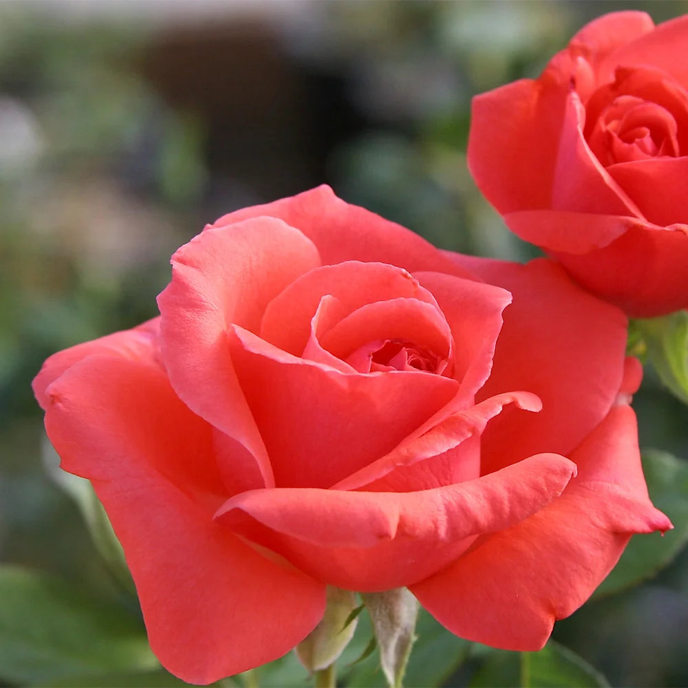 Climbing Rose Bush R309