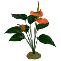 Anthurium Bush Plant N651