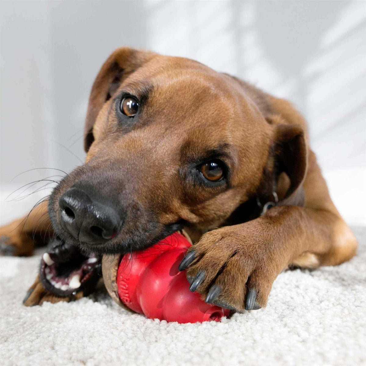 Dog J2042
