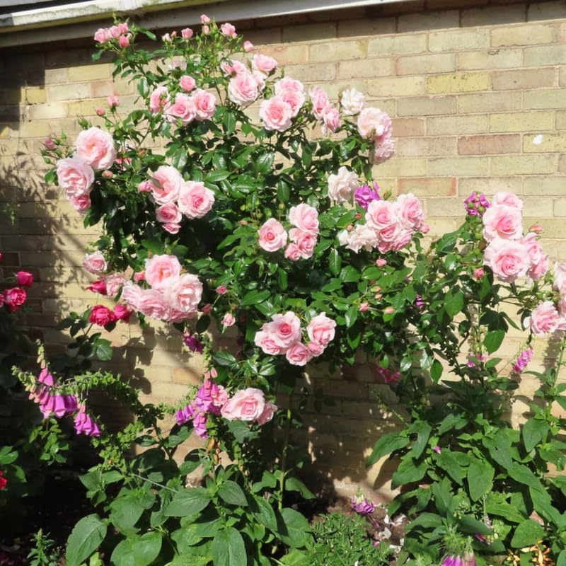 Pink Climbing Rose Live Plant K552424