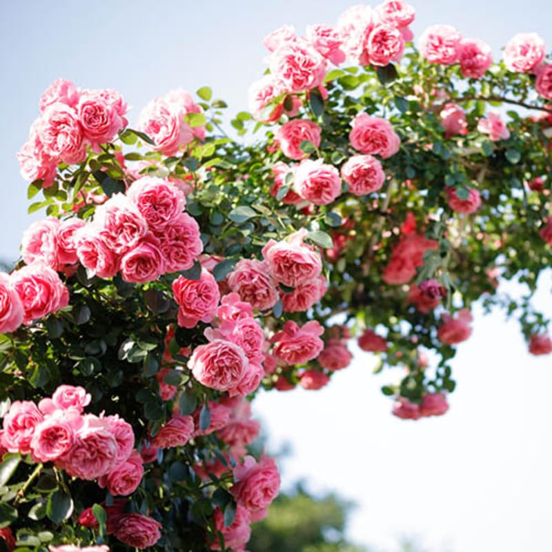 Pink Climbing Rose Live Plant K552424