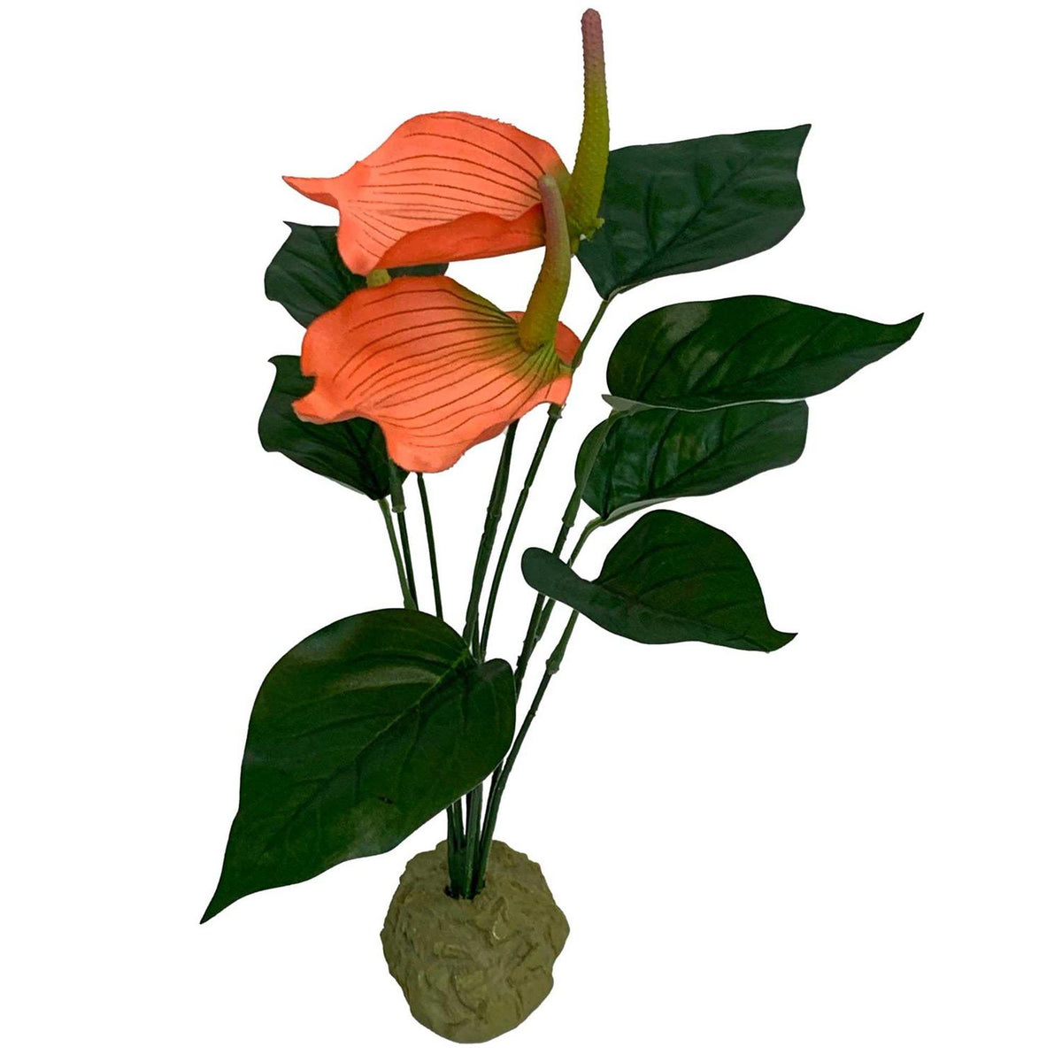 Anthurium Bush Plant N651
