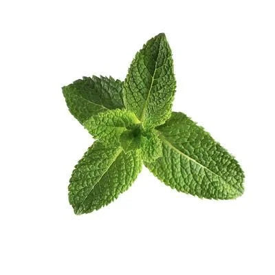 Peppermint Sulfate-Free Body Wash 16 oz H654418