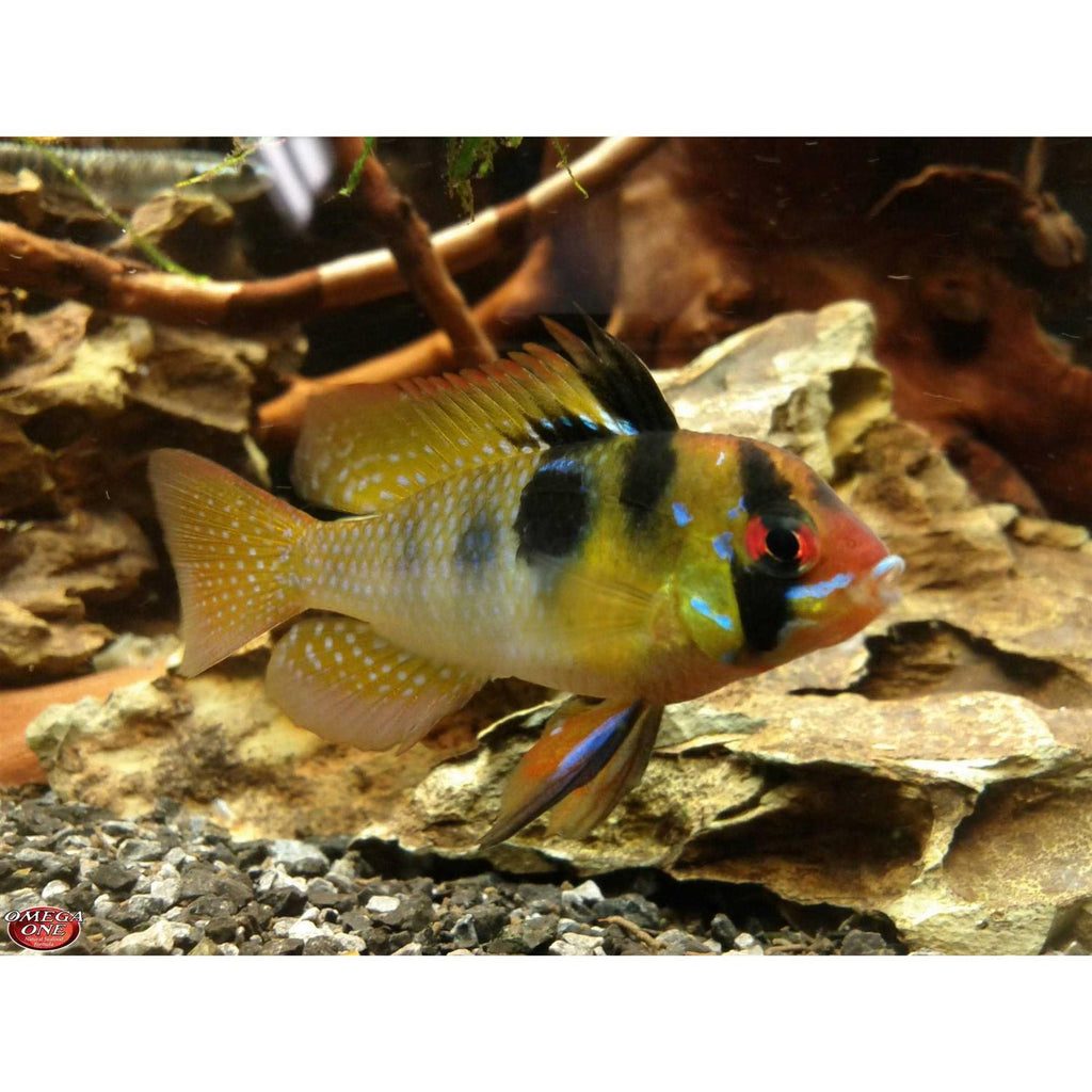 Freshwater Flakes E78592