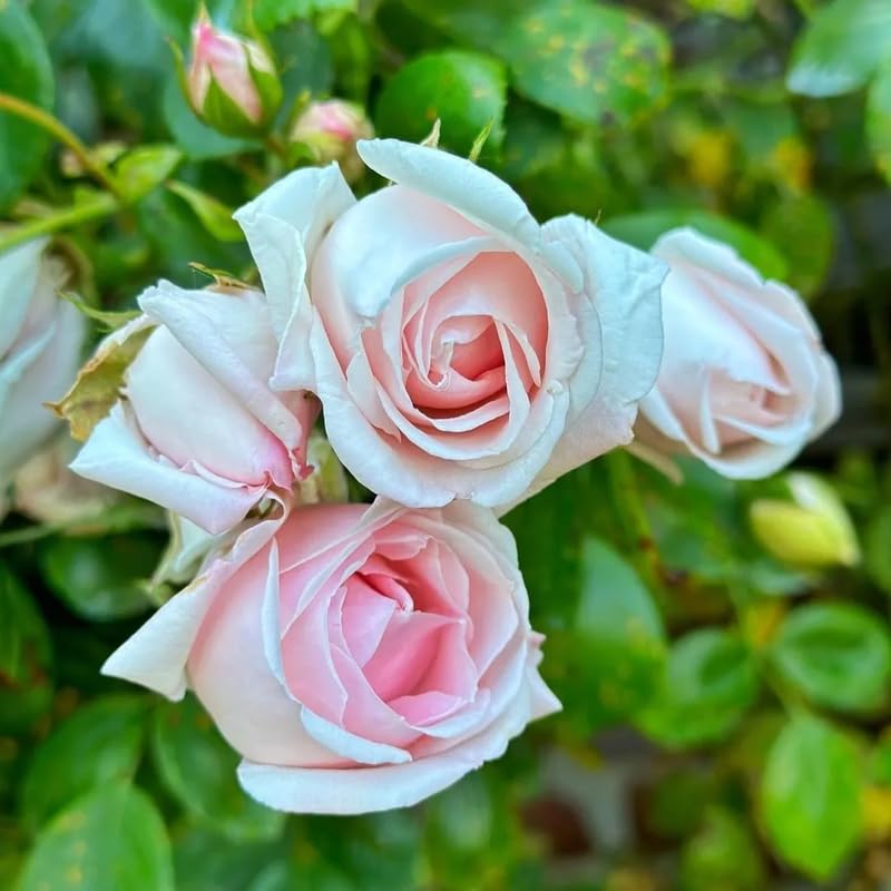 Pink Climbing Rose Live Plant K552424
